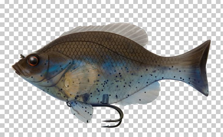 Perch Fishing Baits & Lures Soft Plastic Bait PNG, Clipart, Animals, Bony Fish, Common Rudd, Fauna, Fin Free PNG Download