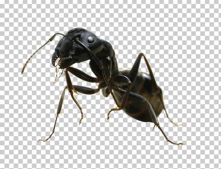 Black Garden Ant Termite Pest Control Nuptial Flight PNG, Clipart, Animals, Ant, Ant Colony, Arthropod, Black Garden Ant Free PNG Download