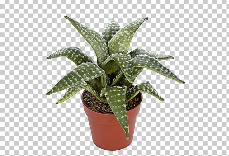 Calathea Lancifolia Houseplant Flowerpot Howea Forsteriana PNG, Clipart, Agave, Aloe, Arecaceae, Calathea Lancifolia, Calatheas Free PNG Download