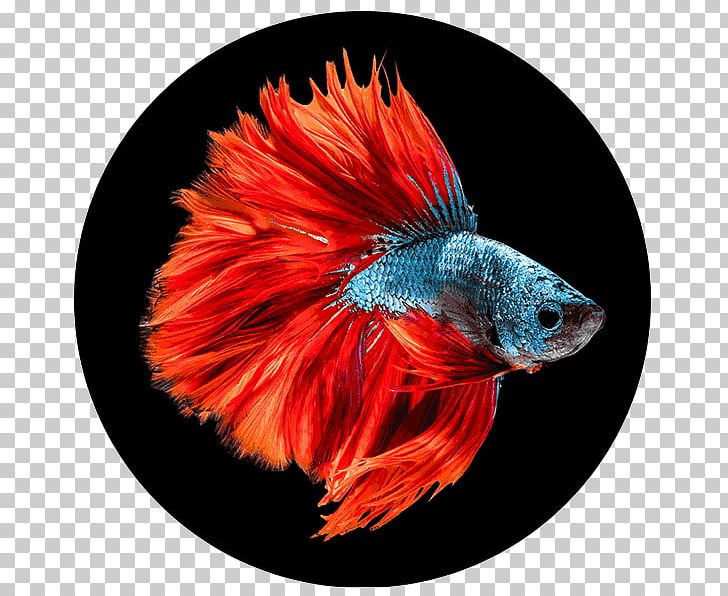 Hopkins Public Aquarium Siamese Fighting Fish PNG, Clipart, Aquarium, Beak, Fish, Hopkins, Minnesota Free PNG Download