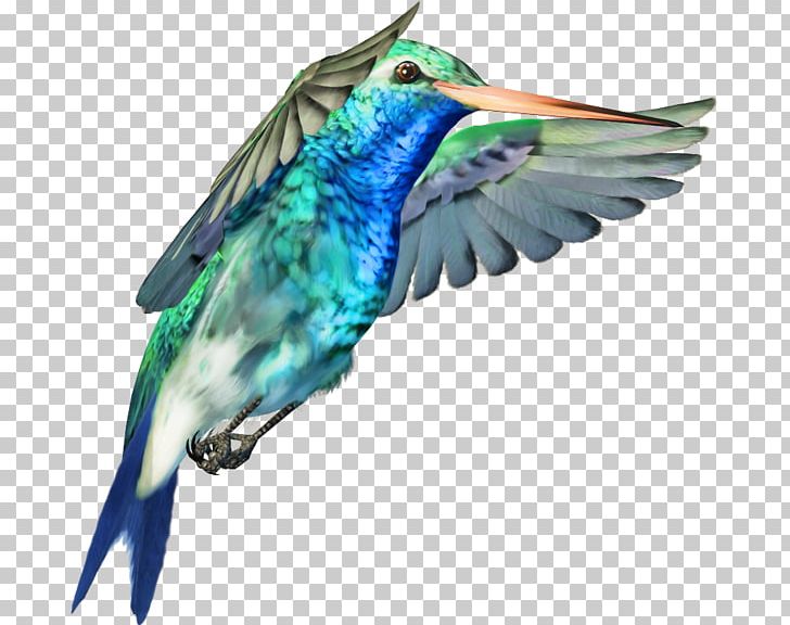 Hummingbird PNG, Clipart, Animaatio, Animals, Beak, Bird, Clip Art Free PNG Download