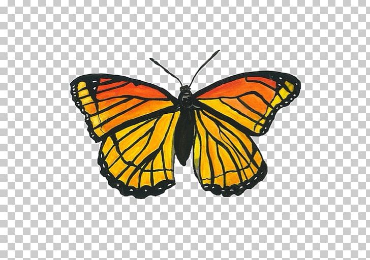 Monarch Butterfly Transparency And Translucency Pieridae PNG, Clipart, Arthropod, Blue Butterfly, Brush Footed Butterfly, Butterflies, Butterfly Free PNG Download