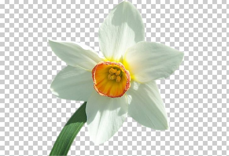 Narcissus PNG, Clipart, Amaryllis Family, Flower, Flowering Plant, Narcissus, Others Free PNG Download