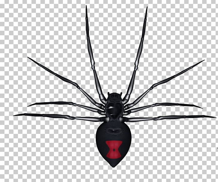 Spider Tarantula PNG, Clipart, 3d Computer Graphics, Arachnid, Arthropod, Black And White, Black Widow Free PNG Download