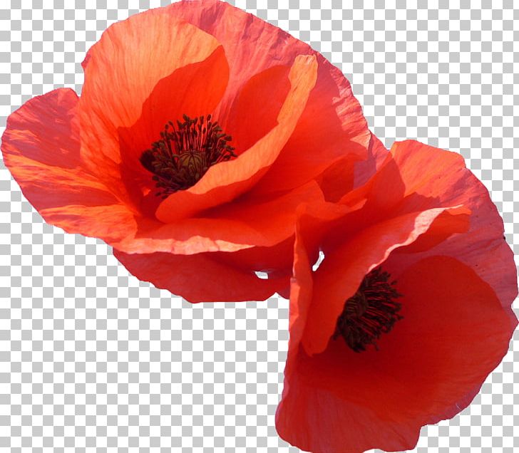 Flower Poppy Photography PNG, Clipart, Clip Art, Common Poppy, Coquelicot, Flower, Flowering Plant Free PNG Download