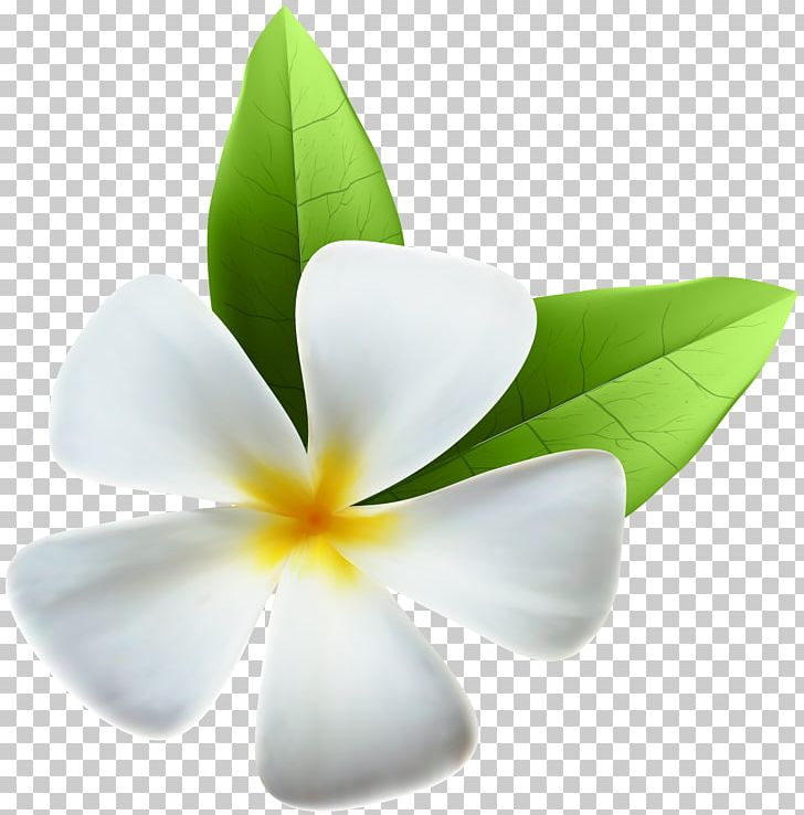 Flower PNG, Clipart, Apple Vacations, Art White, Clipart, Clip Art, Color Free PNG Download