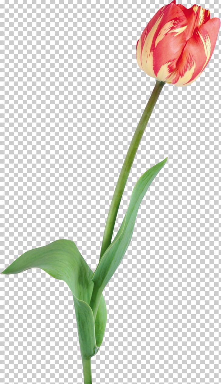 Tulip Flower PNG, Clipart, Animation, Bud, Cut Flowers, Encapsulated Postscript, Flower Free PNG Download