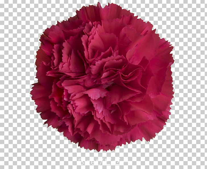 Carnation Cut Flowers Peony Petal WordPress PNG, Clipart, Carnation, Cut Flowers, Dianthus, Environmental Certification, Farm Free PNG Download