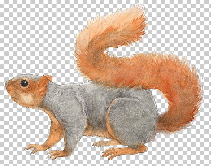 Fox Squirrel Los Angeles Rodent Tree Squirrel PNG, Clipart, Animal, Animals, Art, Drawing, Fauna Free PNG Download