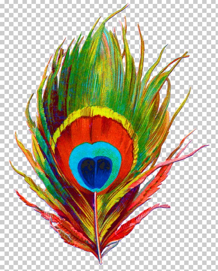 Krishna Bird Feather Peafowl PNG, Clipart, Animals, Art, Beak, Bird, Clip Art Free PNG Download