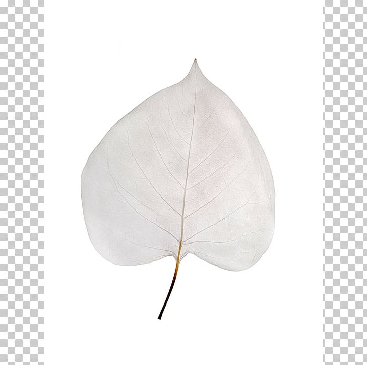 Leaf PNG, Clipart, Fragile, Leaf, Others Free PNG Download