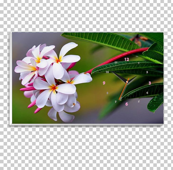 IPhone 5s IPhone 5c Red Frangipani Desktop PNG, Clipart, 1080p, Desktop Wallpaper, Flora, Floral Design, Flower Free PNG Download