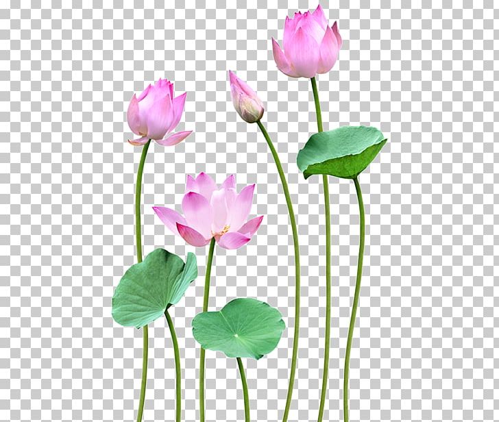 Nelumbo Nucifera Flower Petal Bud PNG, Clipart, Annual Plant, Aquatic Plant, Bud, Cut Flowers, Exfoliation Free PNG Download