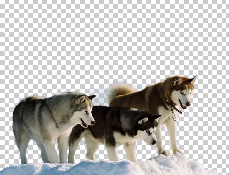 Siberian Husky Antarctic Jerry Shepard Film PNG, Clipart, Alaskan Malamute, Animals, Antarctica, Canadian Eskimo Dog, Dog Free PNG Download