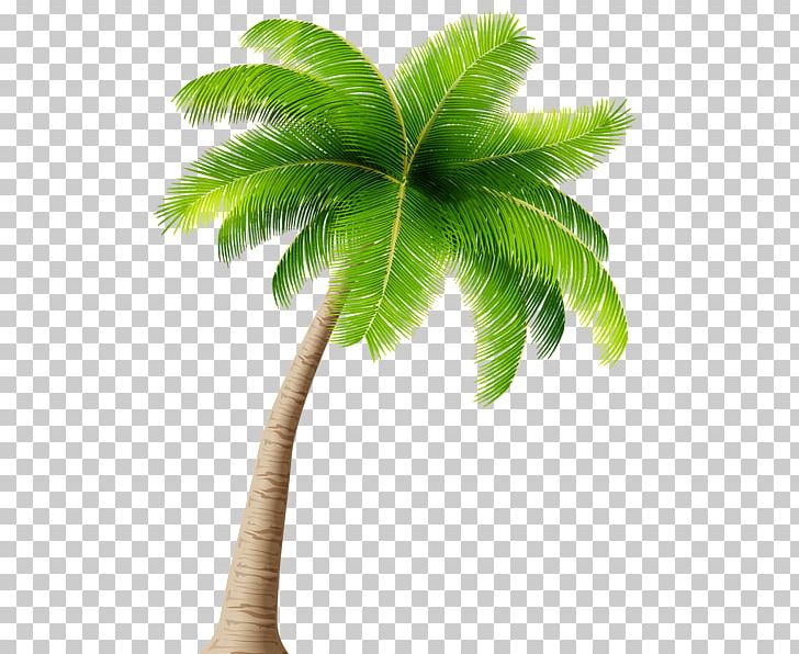 Arecaceae Coconut Tree PNG, Clipart, Arecaceae, Arecales, Borassus Flabellifer, Bud, Clip Art Free PNG Download