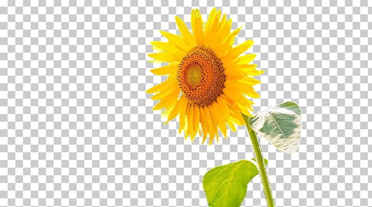 Common Sunflower Microsoft PowerPoint Computer File Portable Network Graphics PNG, Clipart, Annual Plant, Common Sunflower, Cut Flowers, Daisy Family, Demonstration Free PNG Download