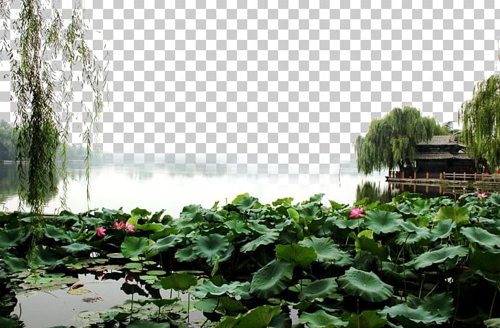 Daming Lake Landscape Fukei PNG, Clipart, Botanical Garden, Dame, Da Ming Lake, Designer, Download Free PNG Download