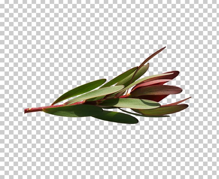 Leaf Plant Stem PNG, Clipart, Die, Leaf, Plant, Plant Stem Free PNG Download