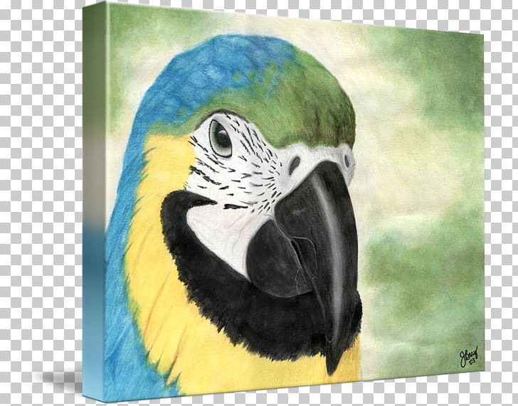 Macaw Parakeet Painting Beak Feather PNG, Clipart, Animal, Art, Beak, Bird, Fauna Free PNG Download