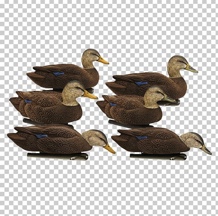 Mallard Duck Decoy Beak Floater PNG, Clipart, Animals, Avian, Beak, Bird, Black Free PNG Download