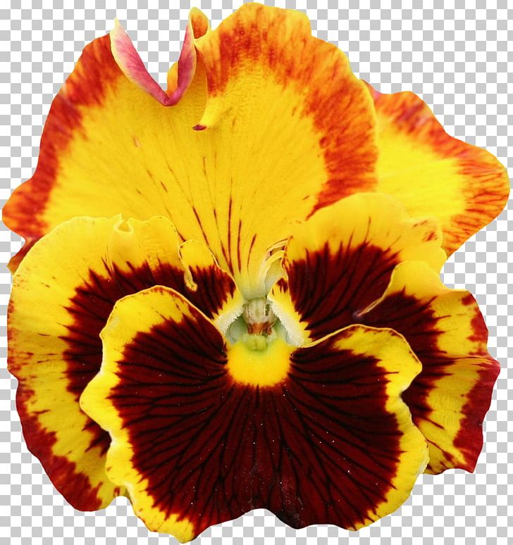 Pansy Flower Orange PNG, Clipart, Desktop Wallpaper, Flower, Flower Garden, Flowering Plant, Garden Free PNG Download