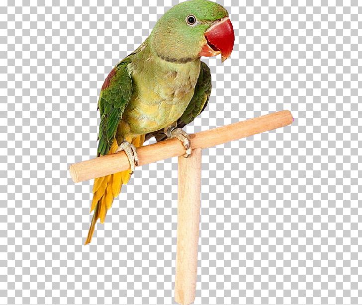 Parrot Lovebird Budgerigar Cockatiel PNG, Clipart, Animals, Beak, Bird, Bird Supply, Common Pet Parakeet Free PNG Download