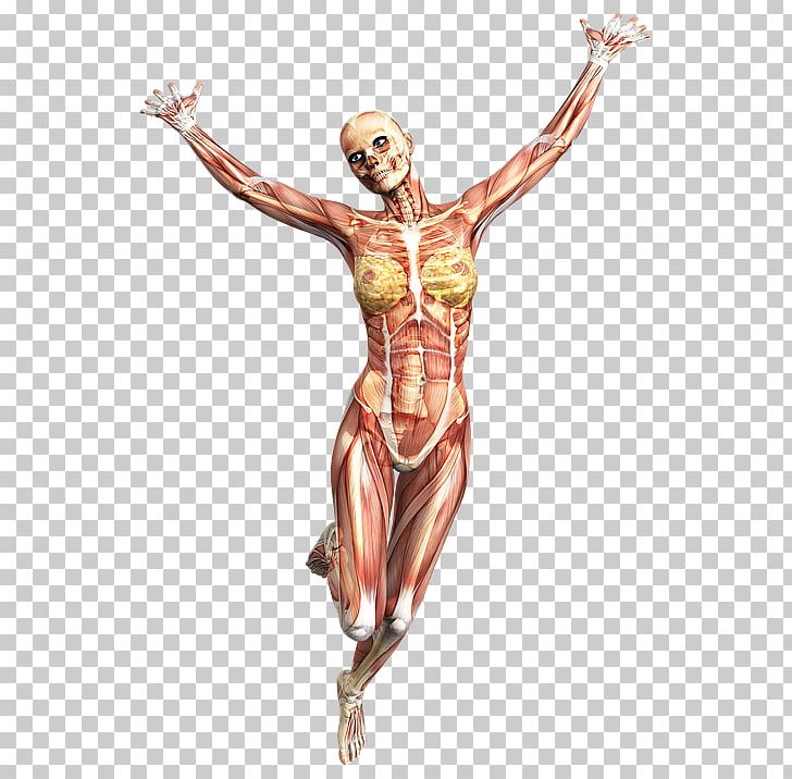 Running Anatomy Muscle Human Body Human Skeleton PNG, Clipart, Arm, Art, Body, Bone, Calf Free PNG Download