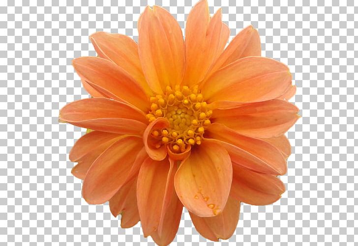Transvaal Daisy Dahlia Cut Flowers Raster Graphics PNG, Clipart, Aster, Chrysanthemum, Chrysanths, Cut Flowers, Dahlia Free PNG Download