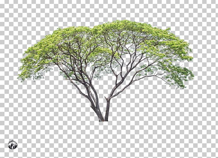 Branch Advertising Tree PNG, Clipart, 2017, Advertising, Agac, Beyaz Zemin, Branch Free PNG Download