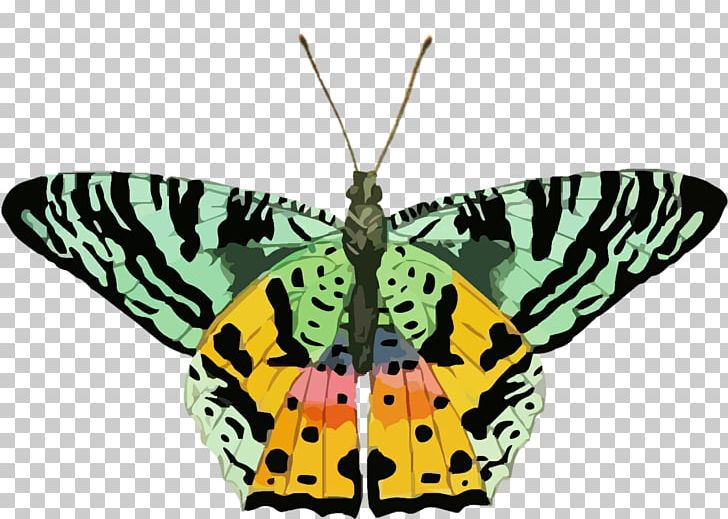 Butterfly Insect Glastonbury Public Schools PNG, Clipart, Antenna, Arthropod, Brush Footed Butterfly, Butterflies And Moths, Butterfly Free PNG Download