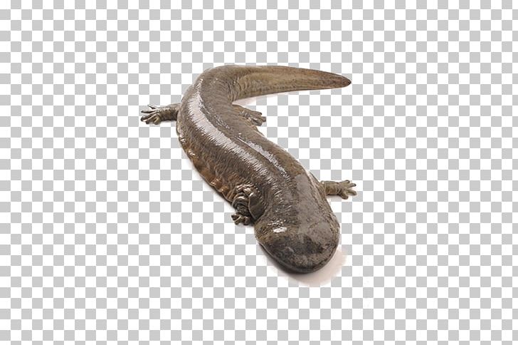 Chinese Giant Salamander Japanese Giant Salamander Yangtze Nombre Cientxedfico PNG, Clipart, Amphibian, Animal, Animals, Fauna, Free Logo Design Template Free PNG Download