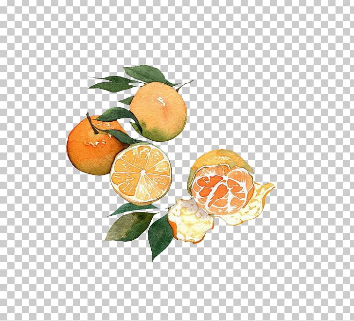 Mandarin Orange Fruit Watercolor Painting Auglis PNG, Clipart, Antiques, Antiquity, Auglis, Bitter Orange, China Free PNG Download
