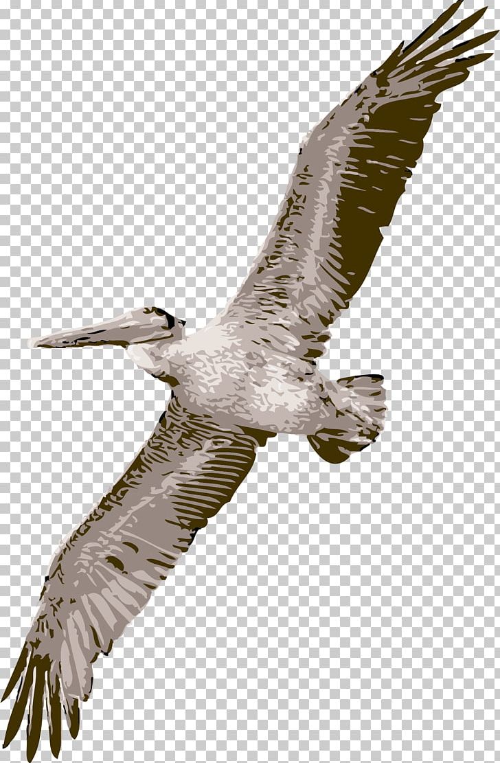 Pelican Bird Flight PNG, Clipart, Accipitriformes, Animals, Bald Eagle, Beak, Bird Free PNG Download