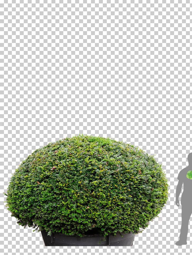 English Yew Tree Conifers Hedge Evergreen PNG, Clipart, Conifers, English Yew, Evergreen, Flowerpot, Grass Free PNG Download