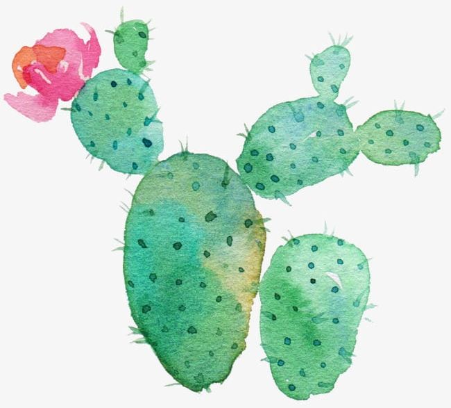 Green Cactus PNG, Clipart, Cactus, Cactus Clipart, Drawing, Drawing Plant, Flowering Free PNG Download