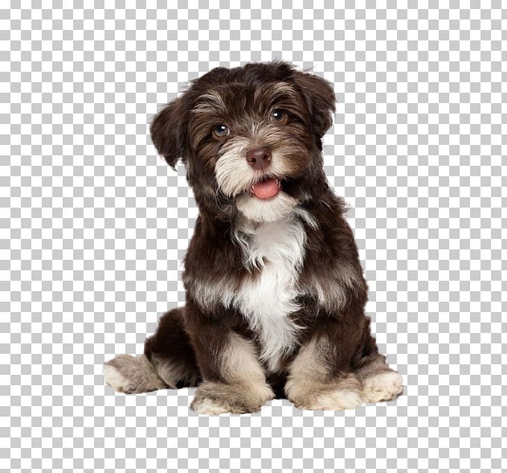 Havanese Dog Puppy Maltese Dog Bichon Frise Golden Retriever PNG, Clipart, Animals, Carnivoran, Companion Dog, Cuteness, Dog Breed Free PNG Download