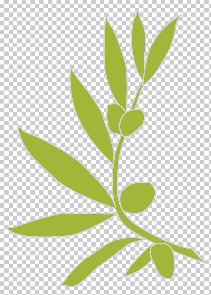 Logo Olive Branch PNG, Clipart, Branch, Computer Icons, Drawing, Flora, Food Drinks Free PNG Download