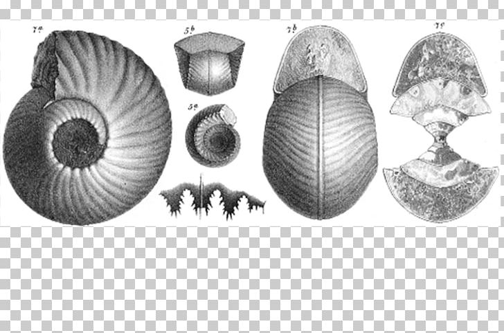 Cockle Nautiluses Conchology White PNG, Clipart, Art, Black And White, Cockle, Conchology, Fossils Free PNG Download