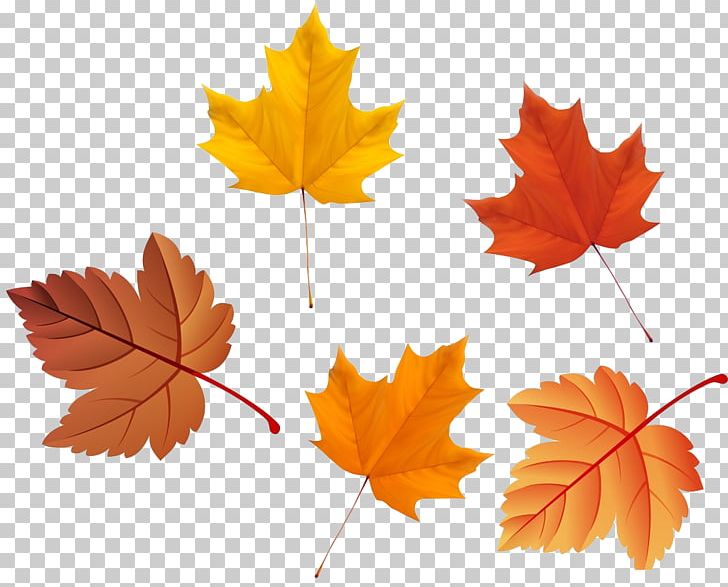 Maple Leaf Autumn Deciduous PNG, Clipart, Akiba, Autumn Elements, Autumn Leaf, Autumn Leaves, Defoliacixf3 Free PNG Download