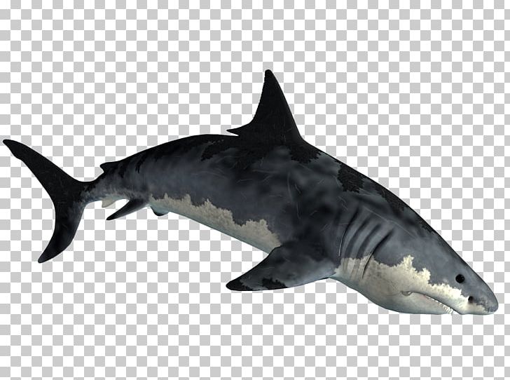 Requiem Shark Lamnidae Fish Tiger Shark PNG, Clipart, Animal, Animals, Carcharhiniformes, Cartilaginous Fish, Chondrichthyes Free PNG Download