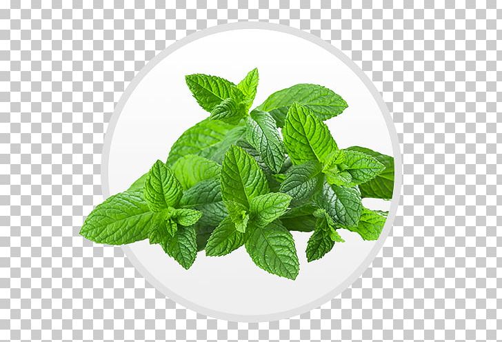 Tea Peppermint Organic Food Mentha Spicata Herb PNG, Clipart, Essential Oil, Food, Food Drinks, Herb, Herbalism Free PNG Download