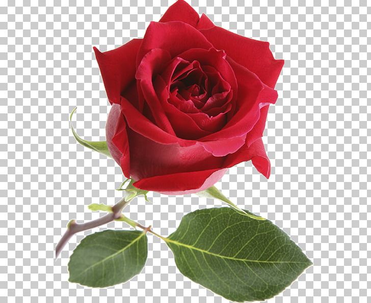 Garden Roses Centifolia Roses Floribunda Couponcode PNG, Clipart, Blue Rose, Centifolia Roses, China Rose, Code, Coupon Free PNG Download