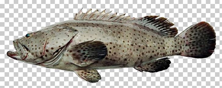 Percoidei Tilapia Banded Grouper Fish PNG, Clipart, Bass, Common Name, Deep, Eat, Eat Fish Free PNG Download