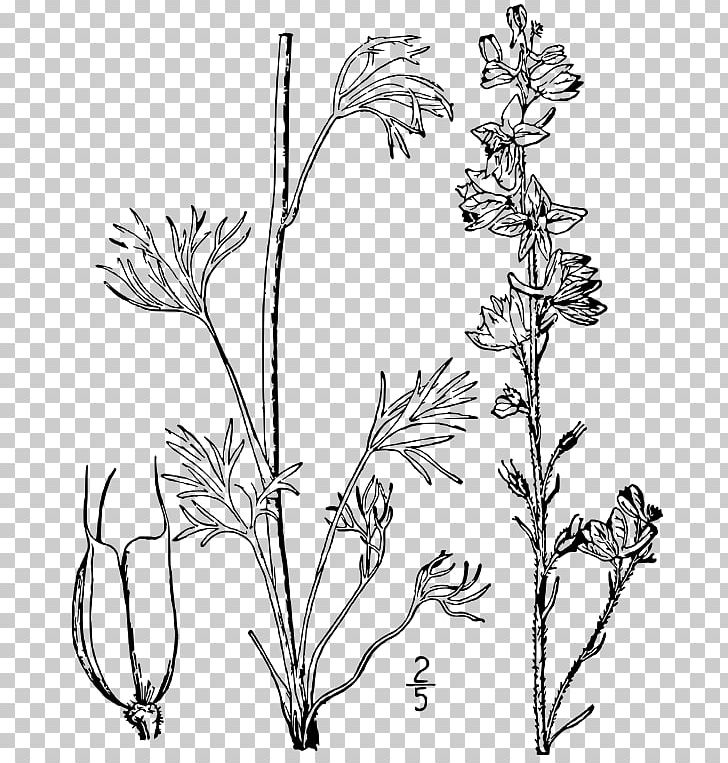 Carolina Larkspur Line Art Drawing Botanical Illustration PNG, Clipart, Botanical Illustration, Botany, Branch, Delphinium, Drawing Free PNG Download
