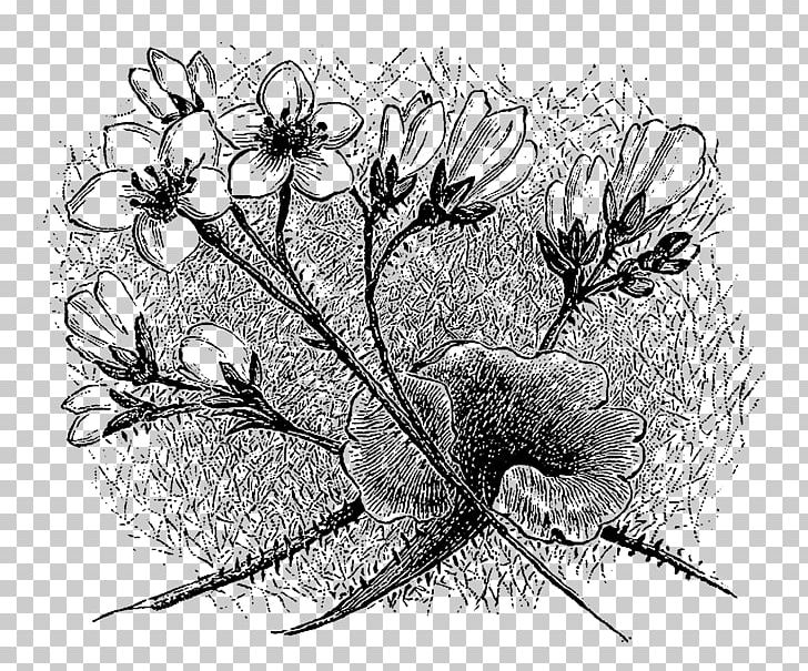 Drawing Insect Art PNG, Clipart, Animals, Art, Artwork, Black And White, Branch Free PNG Download