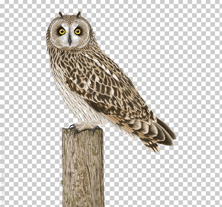 Great Grey Owl Bird Illustration PNG, Clipart, Animals, Beak, Bird, Bird Of Prey, Cute Owl Free PNG Download