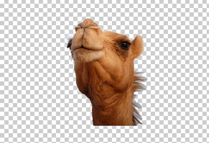 Bactrian Camel Dromedary Australian Feral Camel Camel Face Desert PNG, Clipart, Animal, Animal Head, Animals, Arabian Camel, Camel Like Mammal Free PNG Download