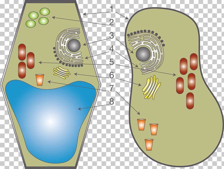 Plant Cell Cèl·lula Animal Anatomy Organelle PNG, Clipart, Anatomy, Angle, Animal, Biology, Cell Free PNG Download