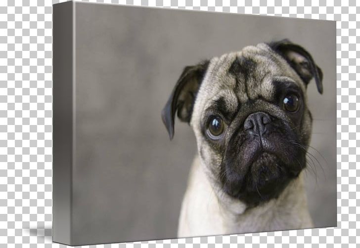 Pug Puppy Dog Breed Companion Dog Toy Dog PNG, Clipart, Animals, Art, Breed, Canvas, Carnivoran Free PNG Download