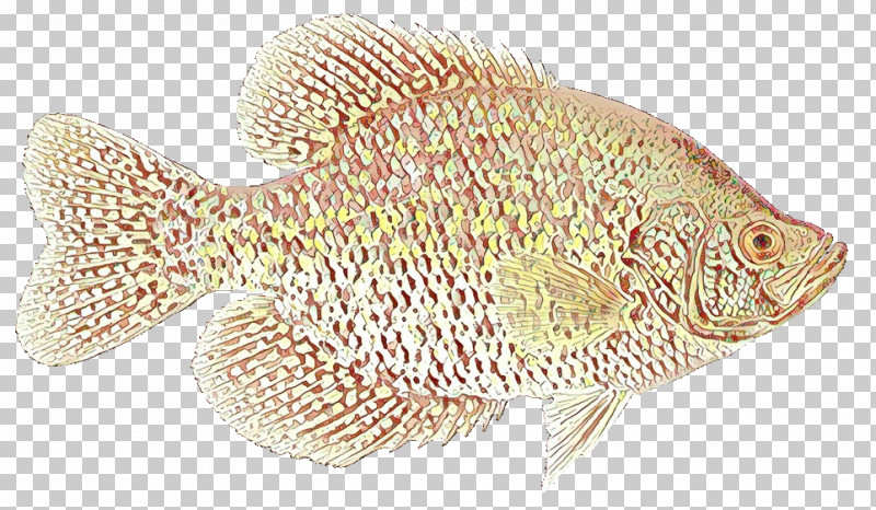 Fish Bluegill Green Sunfish Fish Sun Bass PNG, Clipart, Bluegill, Bonyfish, Fish, Green Sunfish, Northern Longear Free PNG Download